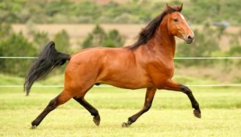 Домашняя лошадь — умный и верный друг