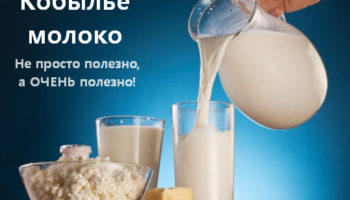 Лошадиное молоко: состав, полезные вещества и витамины, молочные продукты, польза и противопоказания для приема