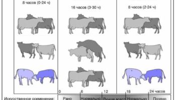 Лучший возраст коров для спаривания и возможные проблемы с осеменением