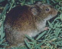 Луговая полёвка (Microtus pennsylvanicus) — особенности и образ жизни