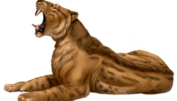 Махайроды — загадочные саблезубые тигры прошлого