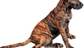 Махореро — плюсы и минусы, общие характеристики породы собак, стандарт и сравнение
