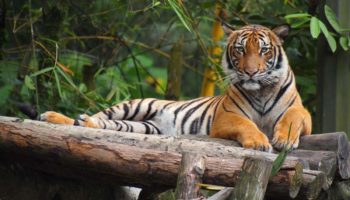 Малайский тигр — сокровище Юго-Восточной Азии