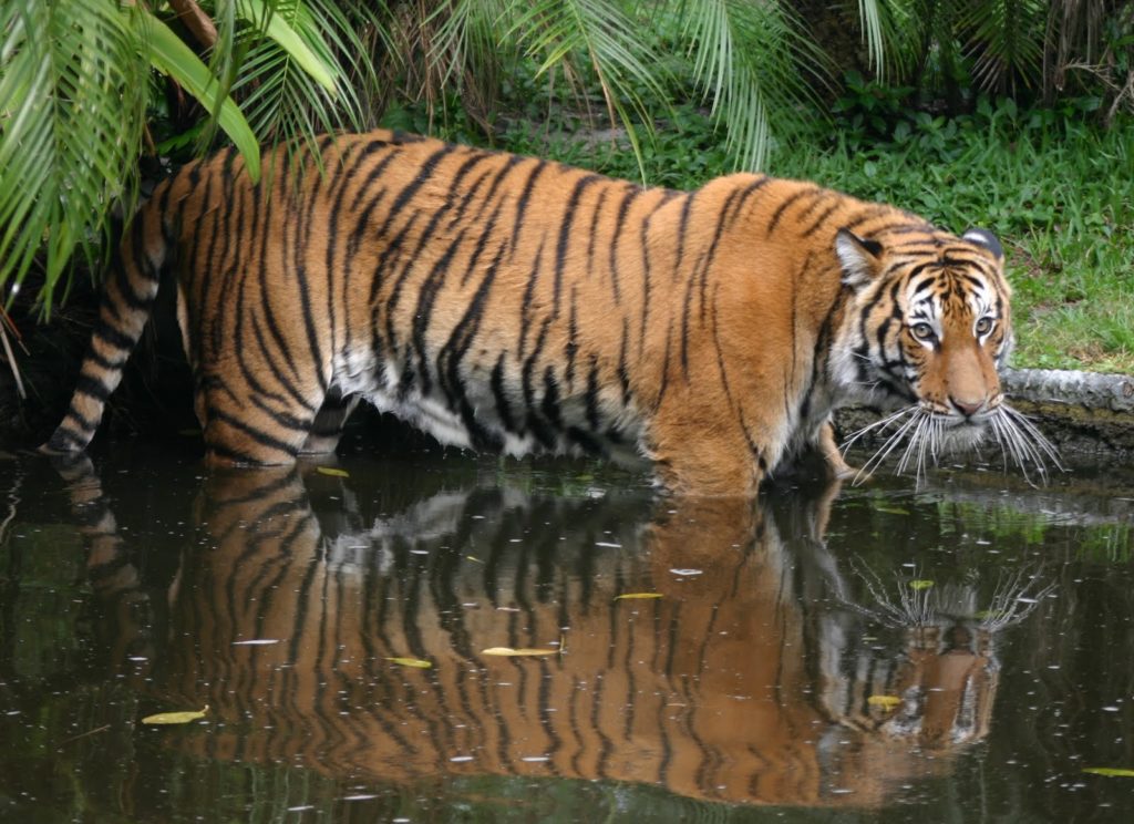 Малайский тигр
