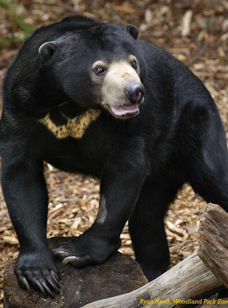 Интересные факты о малайском медведе (бируанг)