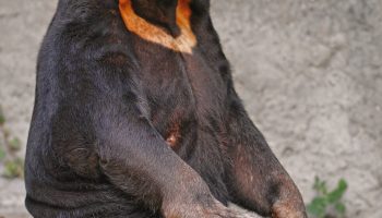 Малайский медведь — Невероятный вид, требующий защиты