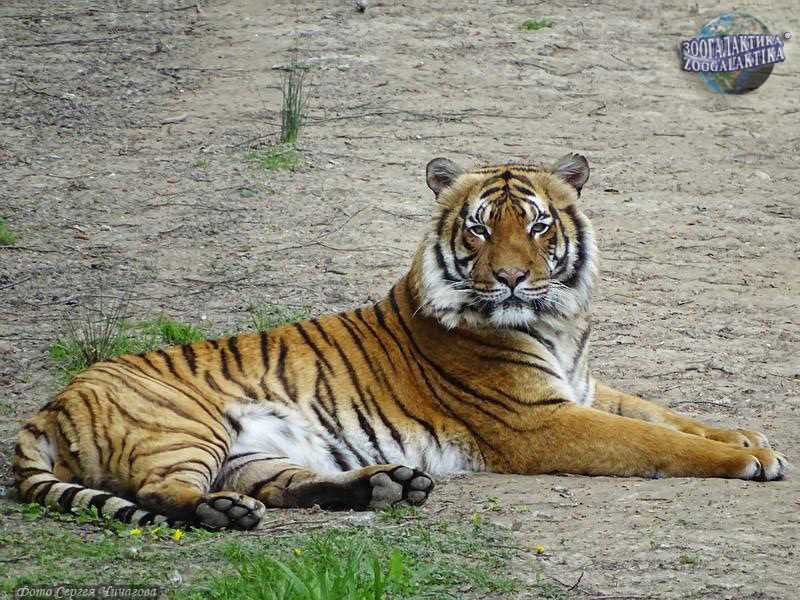 Защитные меры и программы по сохранению малайского тигра