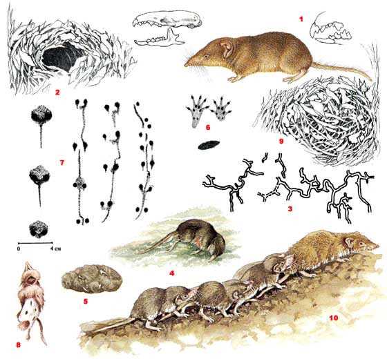 Распространение малой белозубки охватывает различные территории Евразии, включая лесные, полупустынные и горные области. Они предпочитают места с влажным грунтом и достаточным количеством укрытий, таких как камни и пещеры. Они в основном активны ночью и питаются насекомыми, пауками и другими мелкими организмами.