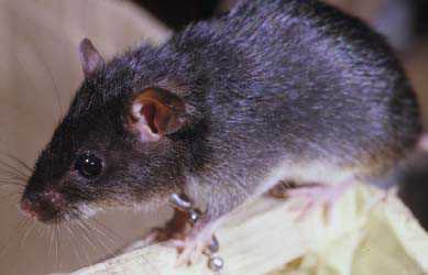 Методы борьбы с малой крысой