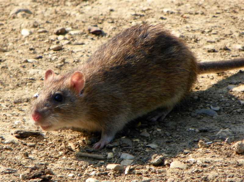Малая крыса (Rattus exulans)