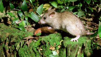 Малая крыса (Rattus exulans) — биологические особенности и распространение