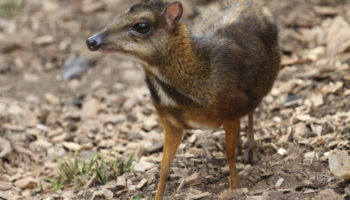 Малый оленёк, или яванский малый канчиль (Tragulus javanicus)