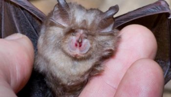 Малый подковонос (Rhinolophus hipposideros) — особенности поведения и образ жизни