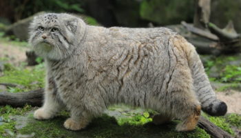 Манул или палласов кот — секреты загадочного обитателя степей