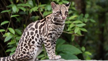 Длиннохвостая кошка, или маргай (Leopardus wiedii)