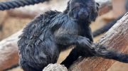 Мармозетки: миниатюрные обезьяны с большим характером