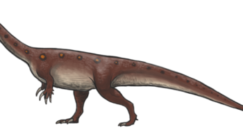 Массоспондил (Massospondylus)