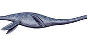 Мауизавр (Mauisaurus) — древний морской рептилия, обитавшая в океане
