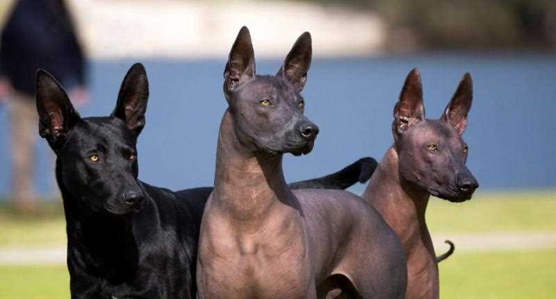 Мексиканская голая собака (Ксолоитцкуинтли): плюсы и минусы породы, общие характеристики и стандарт, сравнение с похожими породами, история