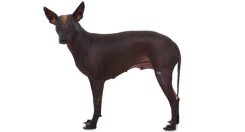 Цена мексиканской голой собаки (Ксолоитцкуинтли)