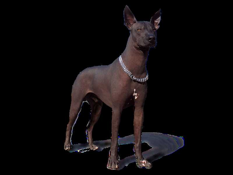 Характер мексиканской голой собаки (Ксолоитцкуинтли) и его особенности
