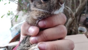 Мексиканский кролик — характеристики и особенности