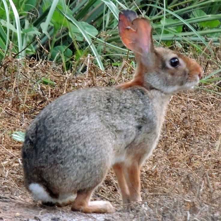 Мексиканский кролик (Sylvilagus cunicularis)