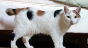 Мэнкс (Мэнская кошка) — особенности породы, история, характер и уход
