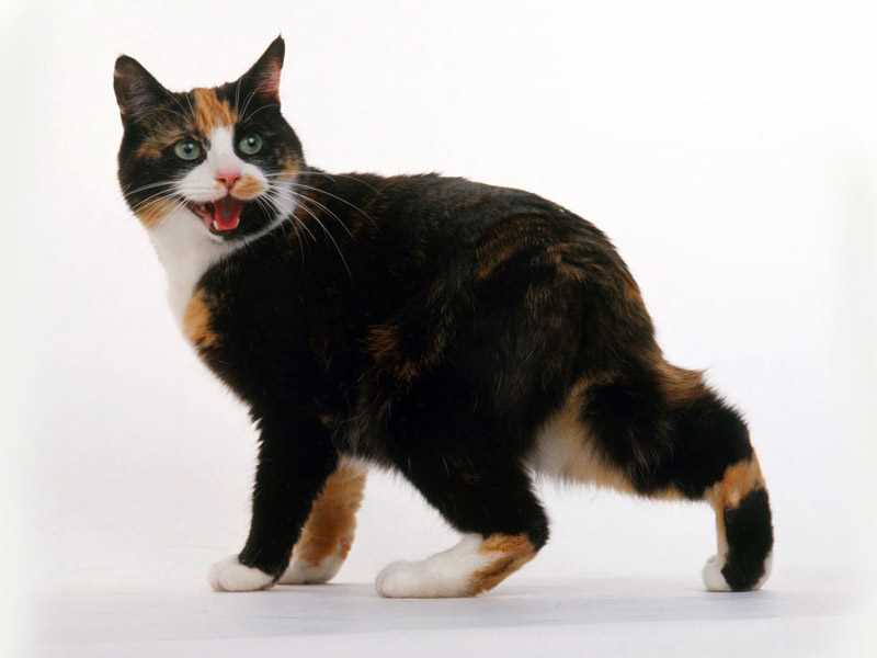 Мэнкс (Мэнская кошка): плюсы и минусы, общие характеристики, стандарт и внешний вид
