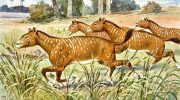 Мезогиппусы — вымершие предки современных лошадей