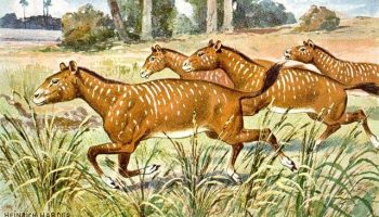 Мезогиппусы — вымершие предки современных лошадей