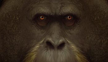 Мезопитеки — история вымерших приматов