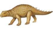 Минми (Minmi) — небольшие динозавры из группы орнитоподов