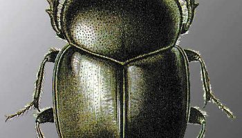 Мир пластинчатоусых — удивительное разнообразие семейства Scarabaeidae