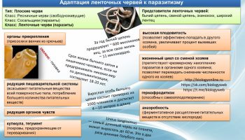 Мир удивительных слизнеедов (Chlaenius) — исследование и особенности