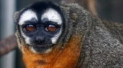 Мирикины: ночные обезьяны с загадочными прозвищами