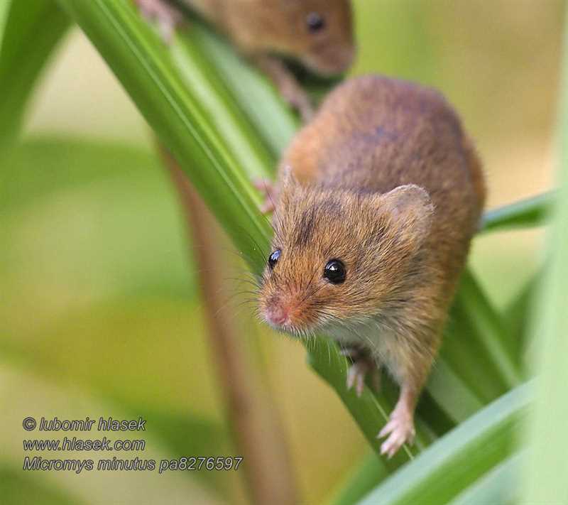 Влияние мышей-малюток на экосистему