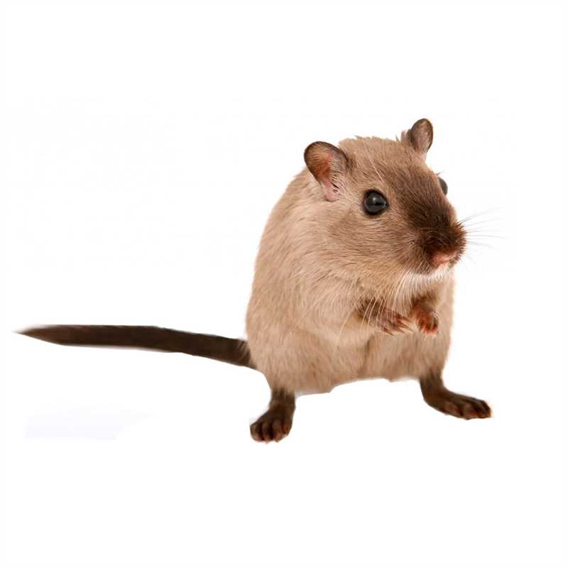 Питание мыши песчанки и ее рацион