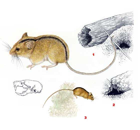 Размножение и развитие мышовок