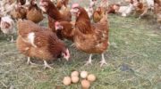 Могут ли бройлерные куры давать яйца?