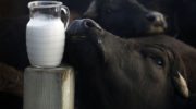 Молоко буйволиное