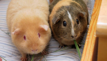 Морская свинка (Cavia porcellus): описание, домашнее содержание