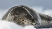 Морской леопард — король антарктических льдов