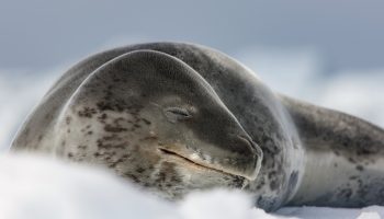Морской леопард — король антарктических льдов