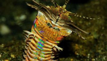 Морской светлячок или Vargula hilgendorfii: всё об обитателе океана