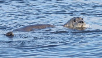 Морской заяц, лахтак (Erignathus barbatus)