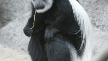 Мощь и изящество: Восточный колобус (Colobus guereza) — уникальное создание Африки