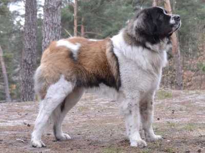 Московская сторожевая собака: сравнение с похожими породами