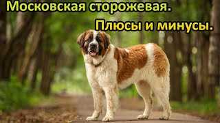 История происхождения Московской сторожевой собаки