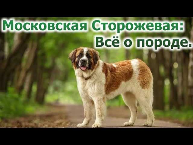 Московская сторожевая собака: плюсы и минусы